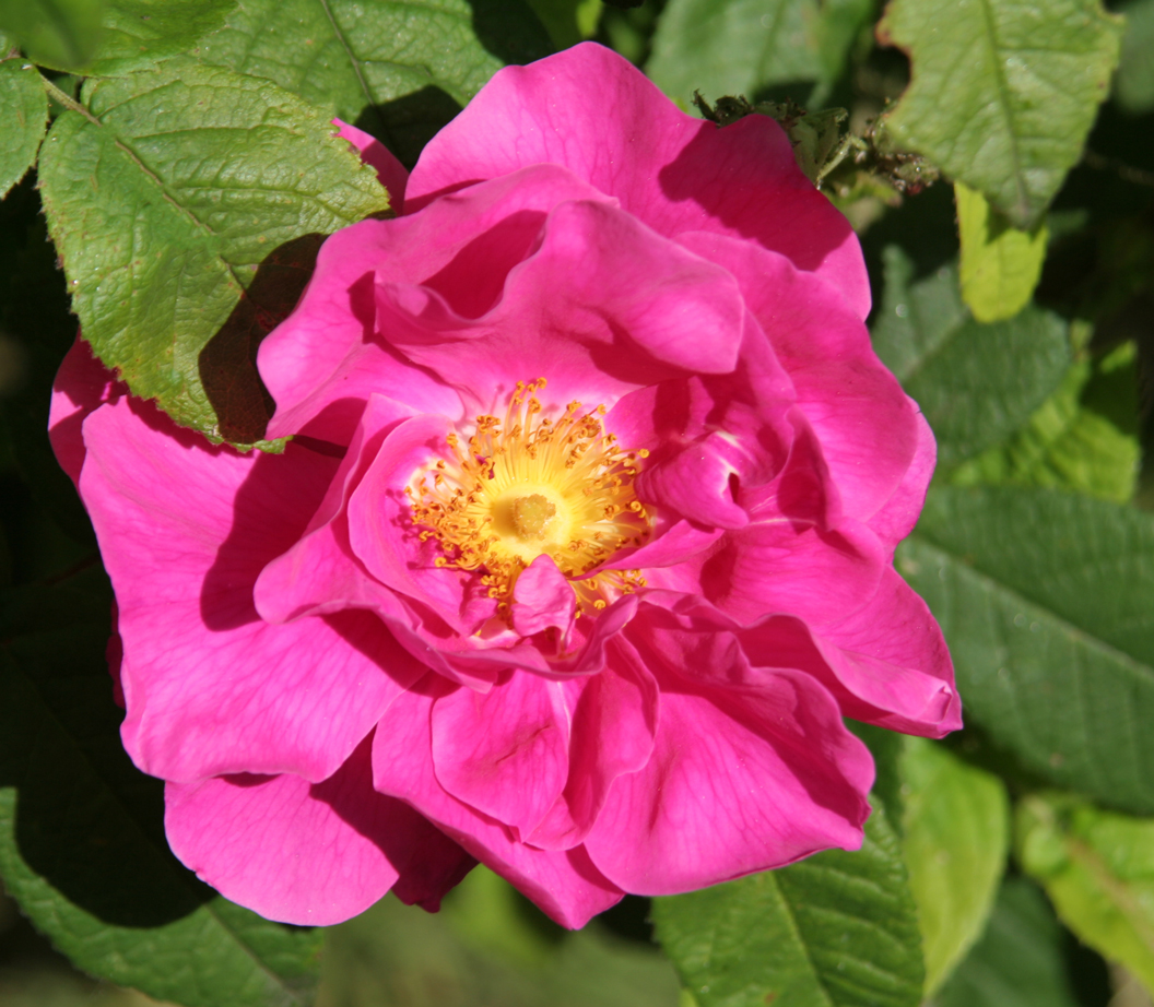 Wildrosenblüte