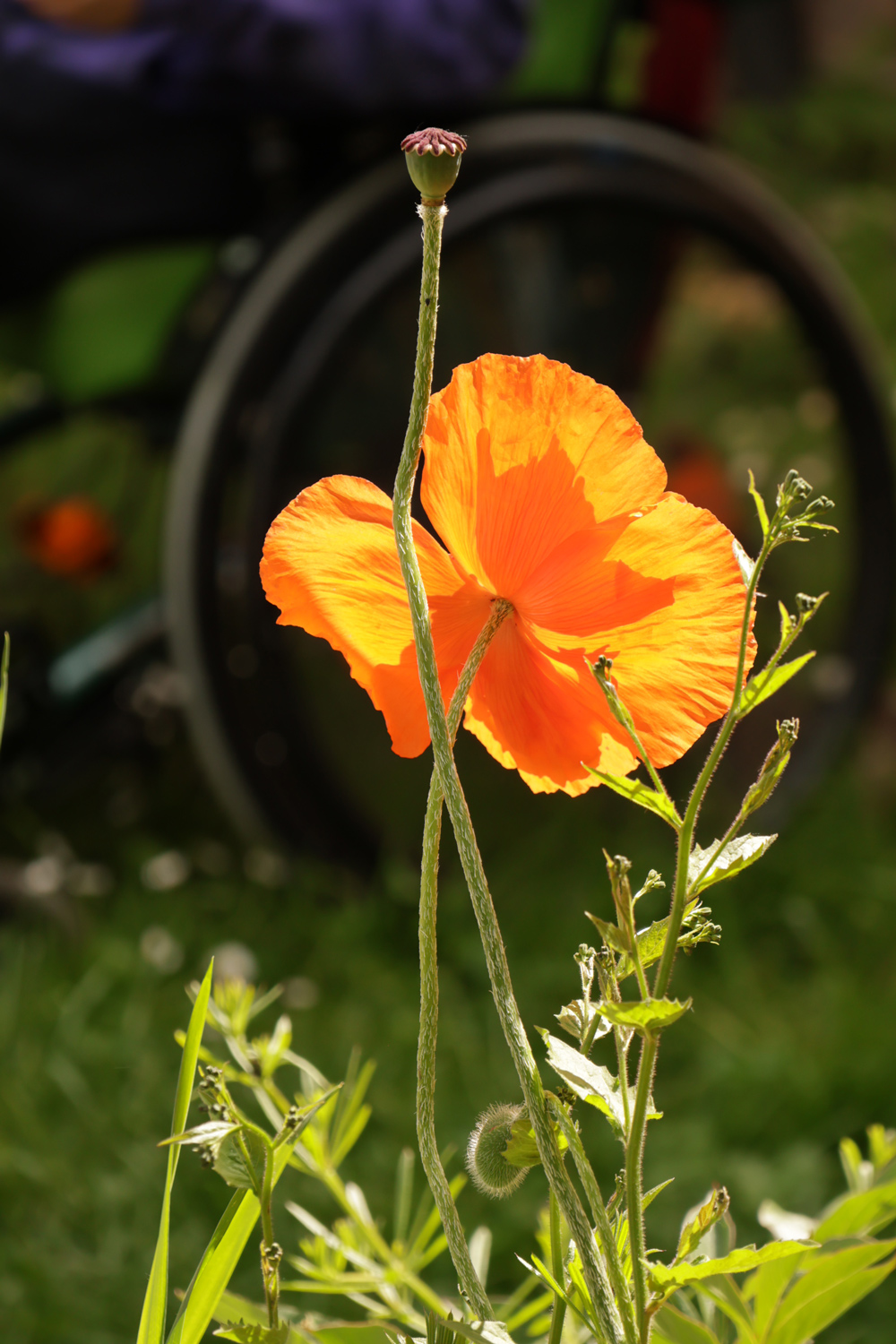 Mohnblume vor einem Rollstuhl