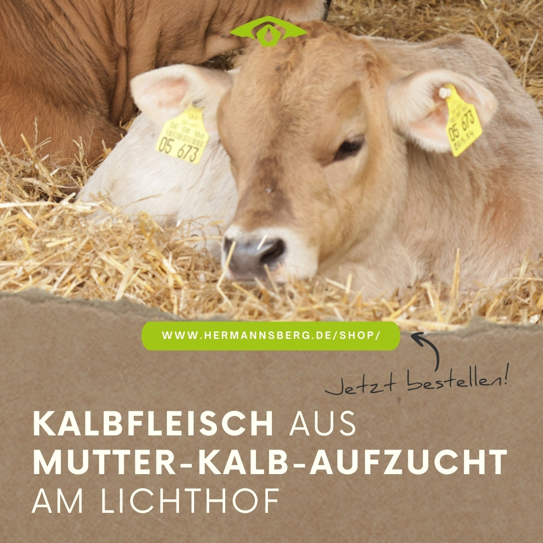 Ein Kalb liegt im Stroh