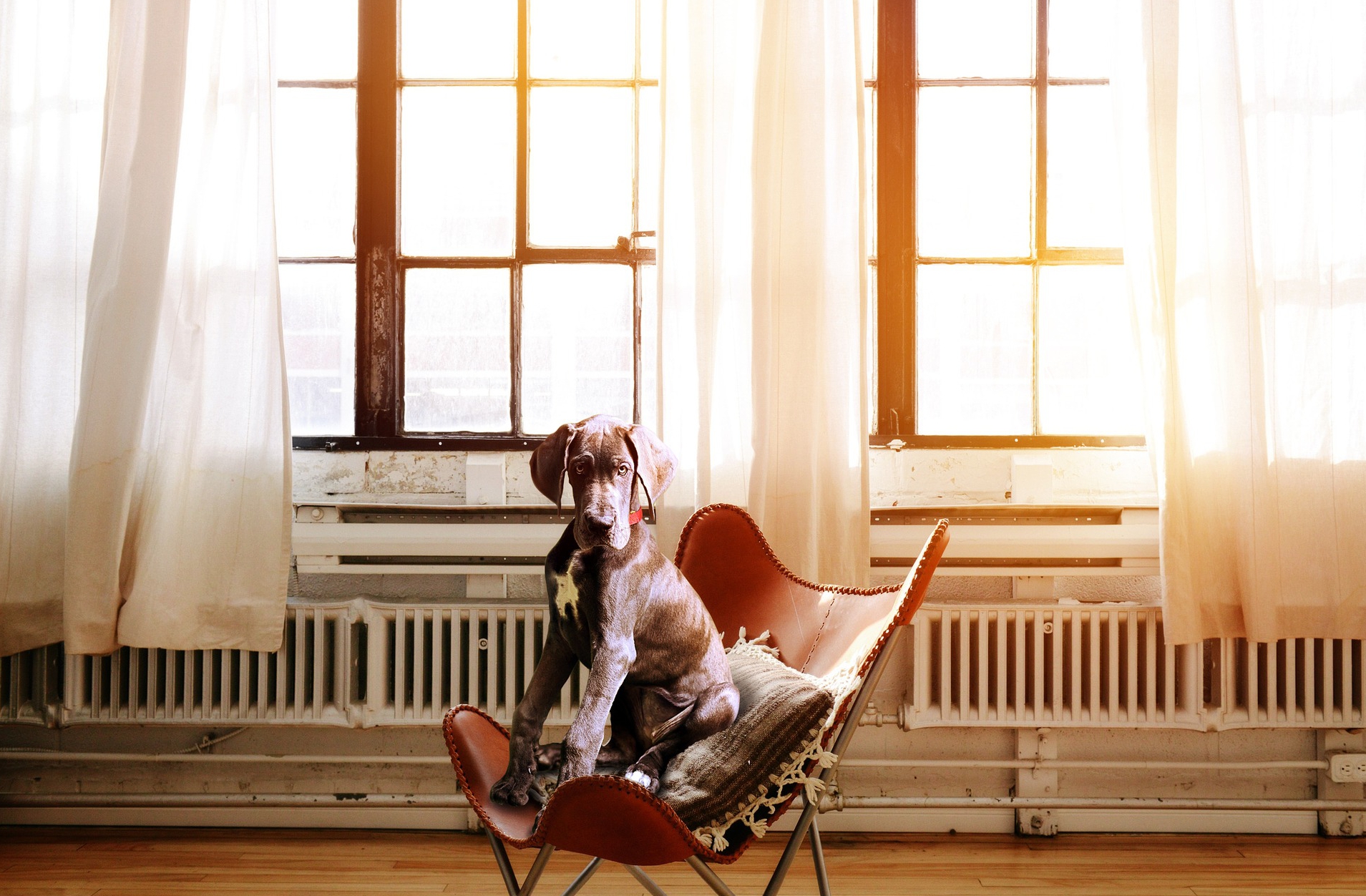 Ein Hund sitzt auf einem Stuhl, dahinter Fenster mit Gardinen