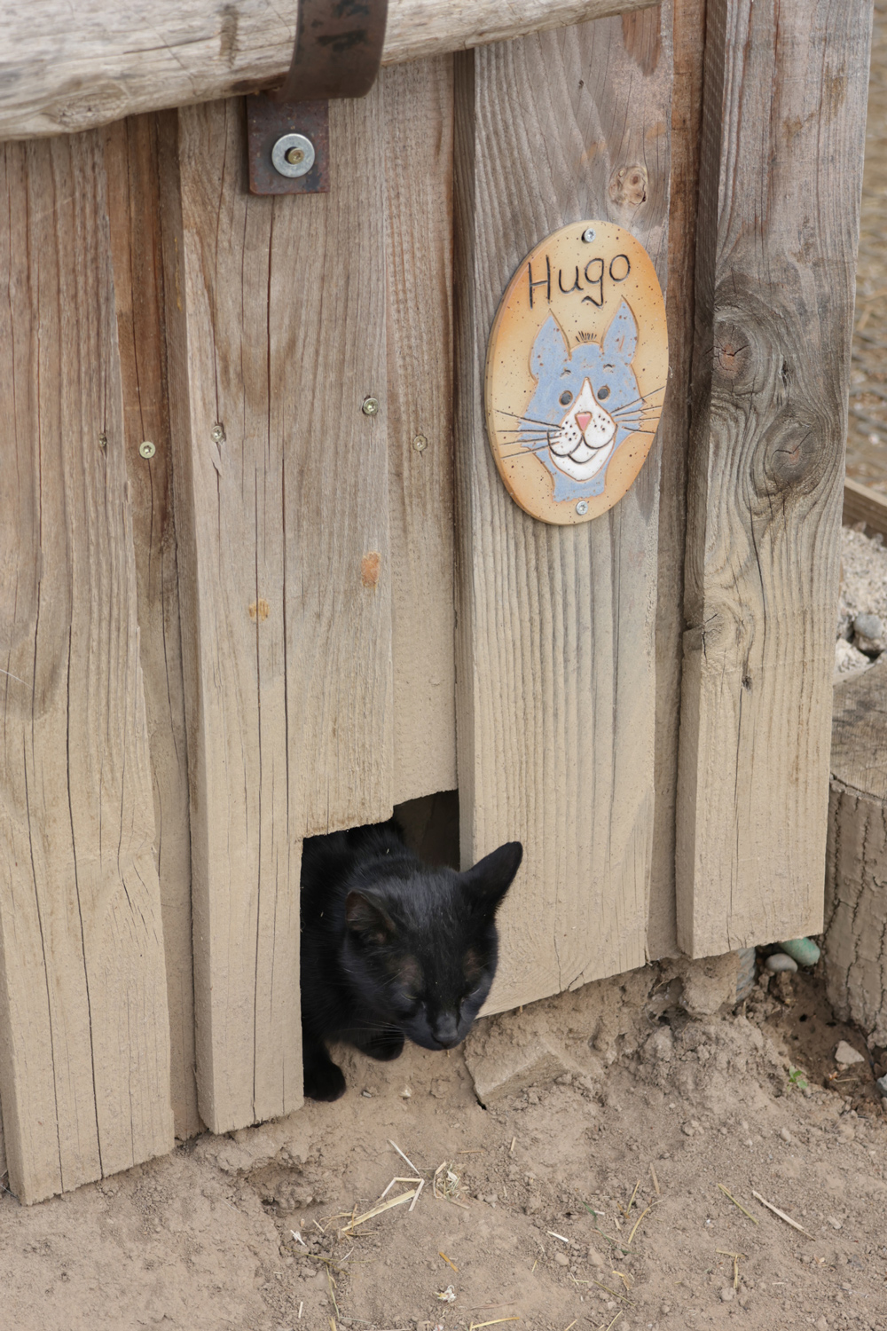 Eine Katze schaut aus einem Holzschuppen