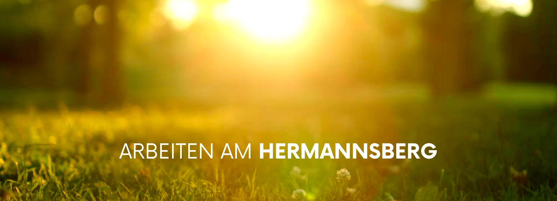 Sonnenaufgang Wiese und Wald